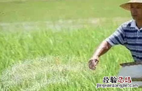 水稻氮肥施用过多处理方法 水稻氮肥过量怎么办