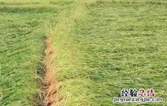 水稻氮肥施用过多处理方法 水稻氮肥过量怎么办