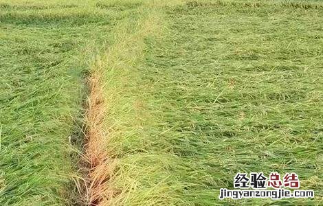 水稻氮肥施用过多处理方法 水稻氮肥过量怎么办