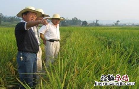 水稻氮肥施用过多处理方法 水稻氮肥过量怎么办