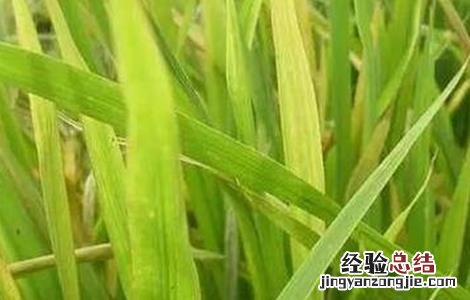水稻肥害症状图片 水稻肥害症状及防治措施