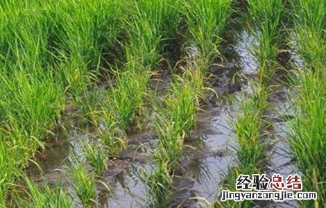 水稻肥害症状图片 水稻肥害症状及防治措施