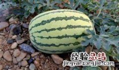 西瓜的营养价值及功效与作用 西瓜的营养价值及功效与作用禁忌