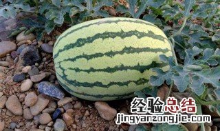西瓜的营养价值及功效与作用 西瓜的营养价值及功效与作用禁忌