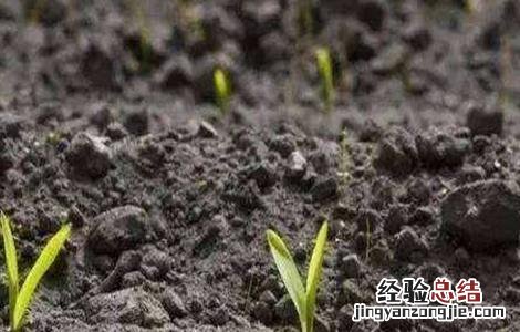 玉米有根无芽的原因及预防方法 玉米有根无芽的原因及预防方法视频