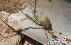 玉米有根无芽的原因及预防方法 玉米有根无芽的原因及预防方法视频
