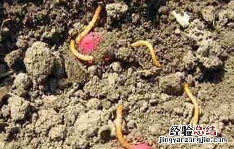 玉米有根无芽的原因及预防方法 玉米有根无芽的原因及预防方法视频