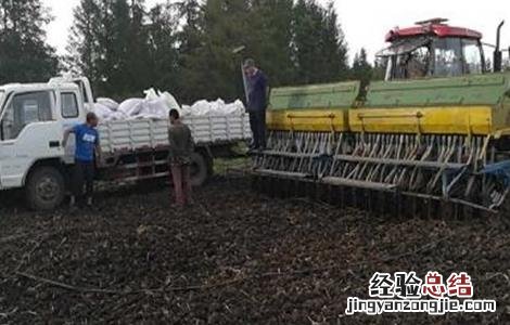 燕麦播种时间和方法 燕麦播种时期和方法