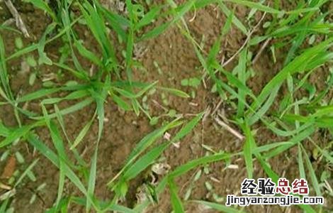 燕麦播种时间和方法 燕麦播种时期和方法