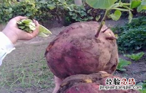 红薯裂皮是什么原因 红薯裂皮原因及防治方法