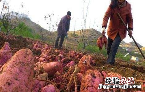 红薯裂皮是什么原因 红薯裂皮原因及防治方法