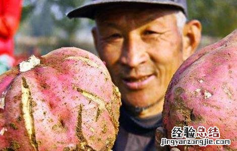 红薯裂皮是什么原因 红薯裂皮原因及防治方法