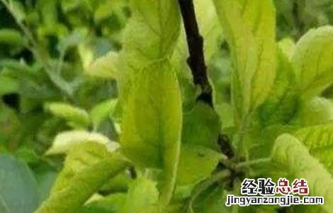 大豆的缺素症状和图谱 大豆缺素症状及防治方法