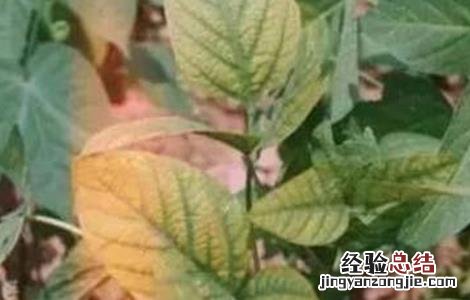 大豆的缺素症状和图谱 大豆缺素症状及防治方法
