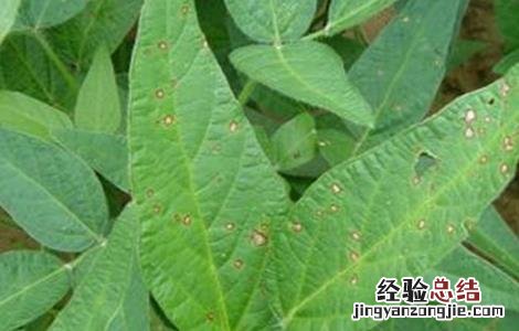 大豆的缺素症状和图谱 大豆缺素症状及防治方法
