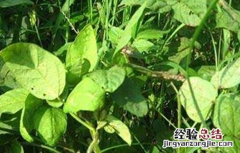 大豆的缺素症状和图谱 大豆缺素症状及防治方法