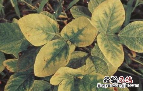 大豆的缺素症状和图谱 大豆缺素症状及防治方法