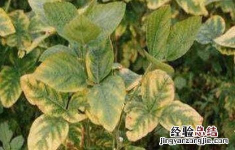 大豆的缺素症状和图谱 大豆缺素症状及防治方法