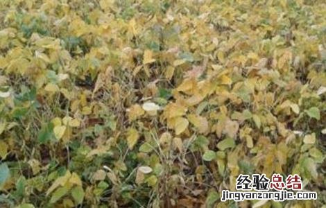 大豆倒伏的原因及防治措施 大豆倒伏原因及防止方法