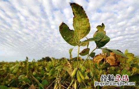 大豆倒伏的原因及防治措施 大豆倒伏原因及防止方法