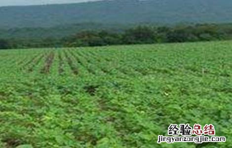 大豆倒伏的原因及防治措施 大豆倒伏原因及防止方法