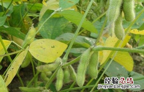 大豆倒伏的原因及防治措施 大豆倒伏原因及防止方法