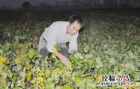 大豆倒伏的原因及防治措施 大豆倒伏原因及防止方法