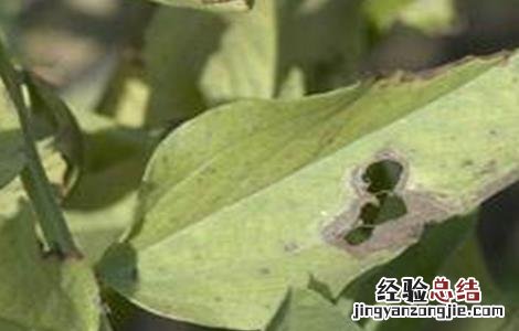 蚕豆病虫害的防治方法 蚕豆病虫害的防治方法有哪些