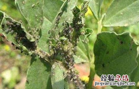 蚕豆病虫害的防治方法 蚕豆病虫害的防治方法有哪些