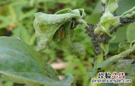 蚕豆病虫害的防治方法 蚕豆病虫害的防治方法有哪些