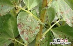 蚕豆病虫害的防治方法 蚕豆病虫害的防治方法有哪些