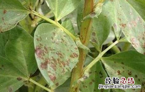 蚕豆病虫害的防治方法 蚕豆病虫害的防治方法有哪些