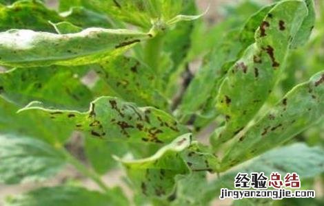 蚕豆病虫害的防治方法 蚕豆病虫害的防治方法有哪些