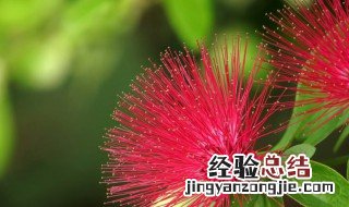 合欢花的功效与作用点 合欢花的营养价值
