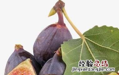 鲜无花果的功效与作用 鲜无花果与干无花果功效和作用