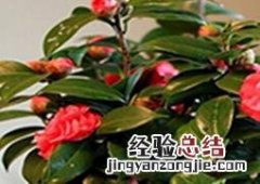 茶花的养殖方法和修剪 茶花的养殖方法