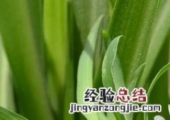 家庭室内适合养的植物 室内放什么植物好