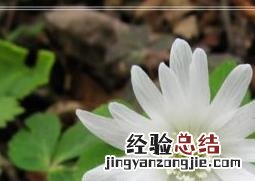 多被银莲花花卉盆景怎么养 银莲花盆栽种植方法