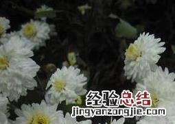 贡菊花养殖方法及注意事项 新鲜贡菊怎么处理