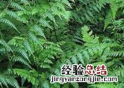 凤尾草图片 凤尾草图片大全