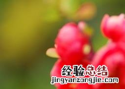 长寿冠海棠怎么养 长寿冠海棠怎么养护
