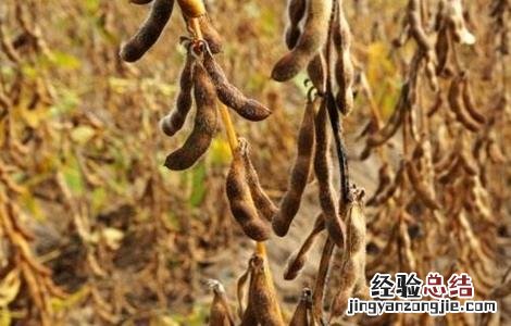大豆秕粒原因及防治方法视频 大豆秕粒原因及防治方法