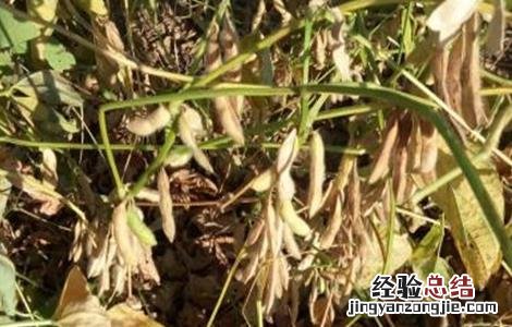 大豆秕粒原因及防治方法视频 大豆秕粒原因及防治方法