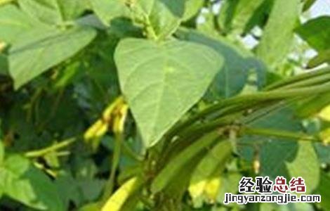 大豆秕粒原因及防治方法视频 大豆秕粒原因及防治方法