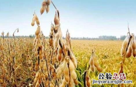 大豆秕粒原因及防治方法视频 大豆秕粒原因及防治方法