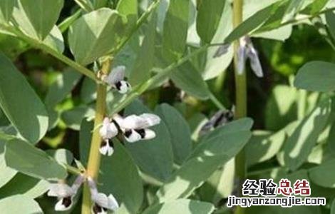 大豆结荚期管理 大豆花荚期管理要点