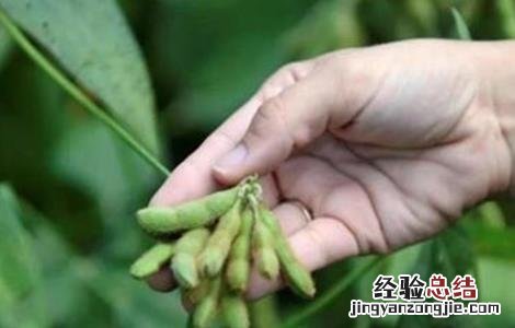 大豆结荚期管理 大豆花荚期管理要点