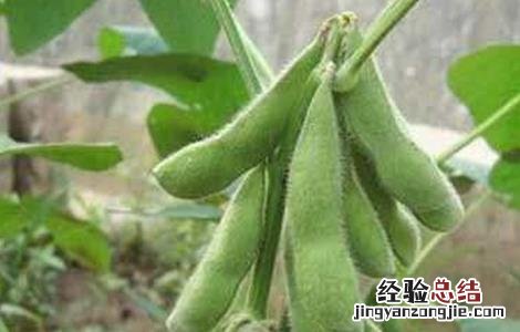 大豆结荚期管理 大豆花荚期管理要点