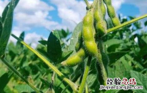 大豆结荚期管理 大豆花荚期管理要点