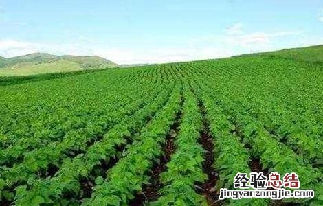 大豆控旺技术 大豆控旺注意事项